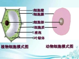 细胞中的生活需要物质和能量