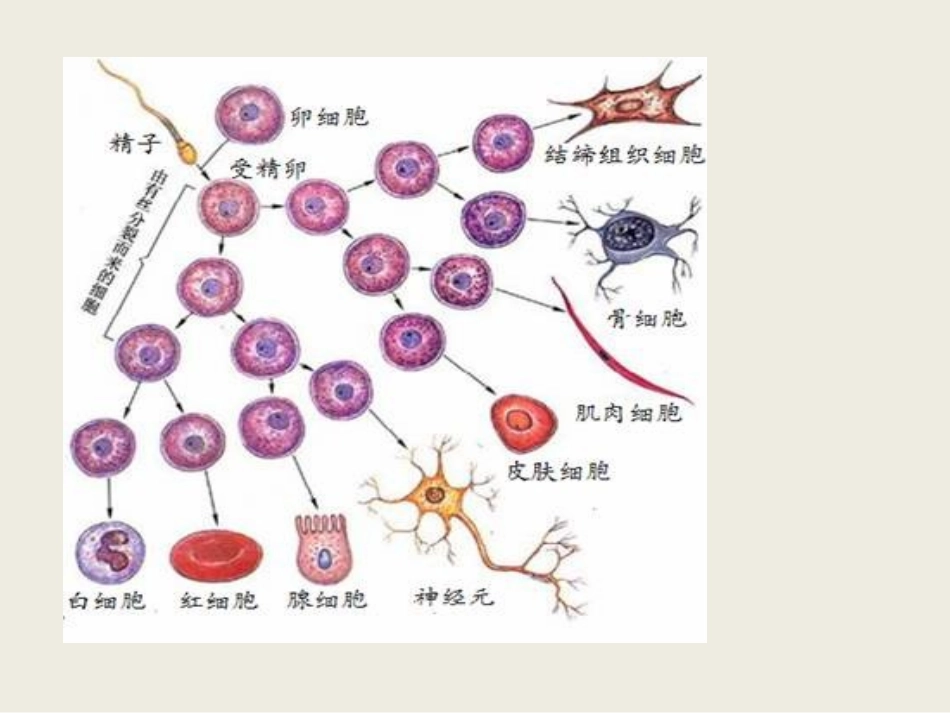 第一节细胞的增殖-(6)_第2页