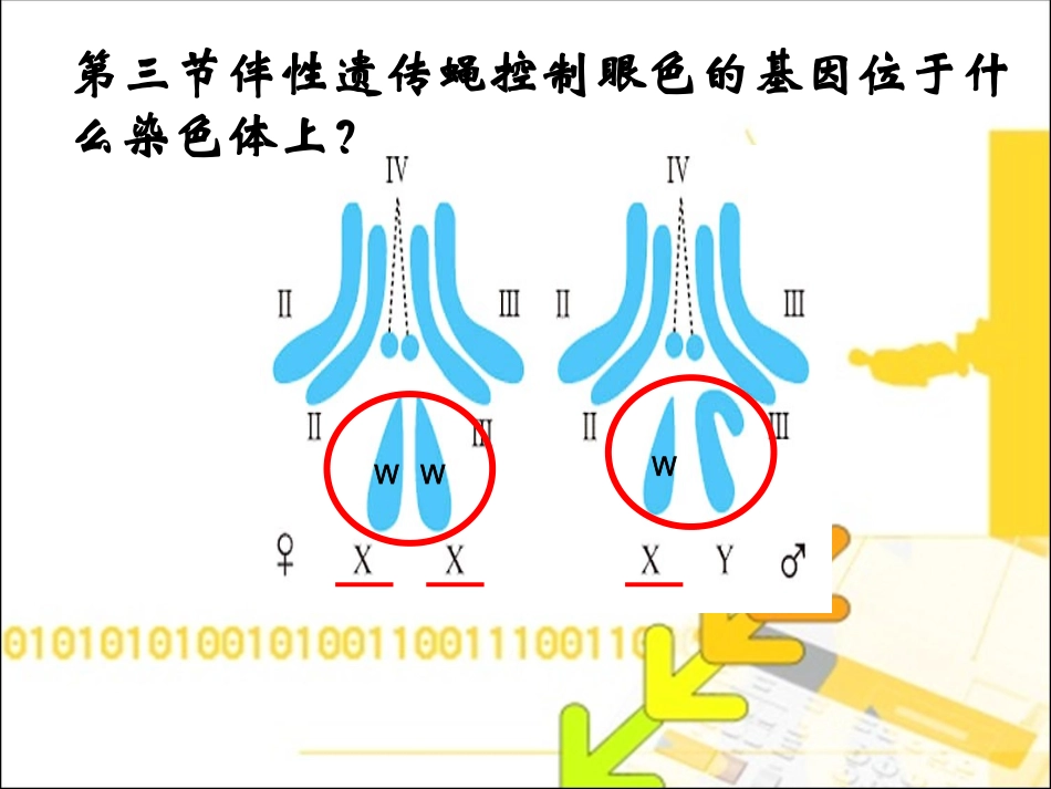 2.3伴性遗传课件(新人教版必修2)_第1页