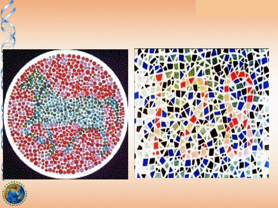 2.3伴性遗传课件(新人教版必修2)_第3页