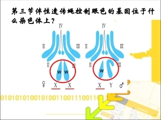 2.3伴性遗传课件(新人教版必修2)