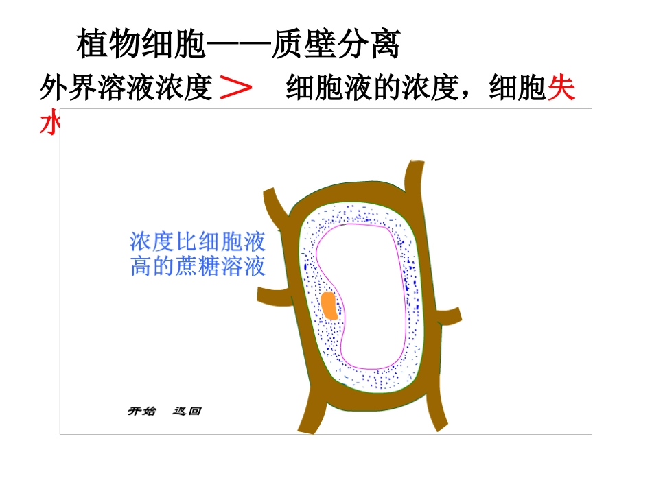 邓洁-植物细胞的吸水与失水_第2页