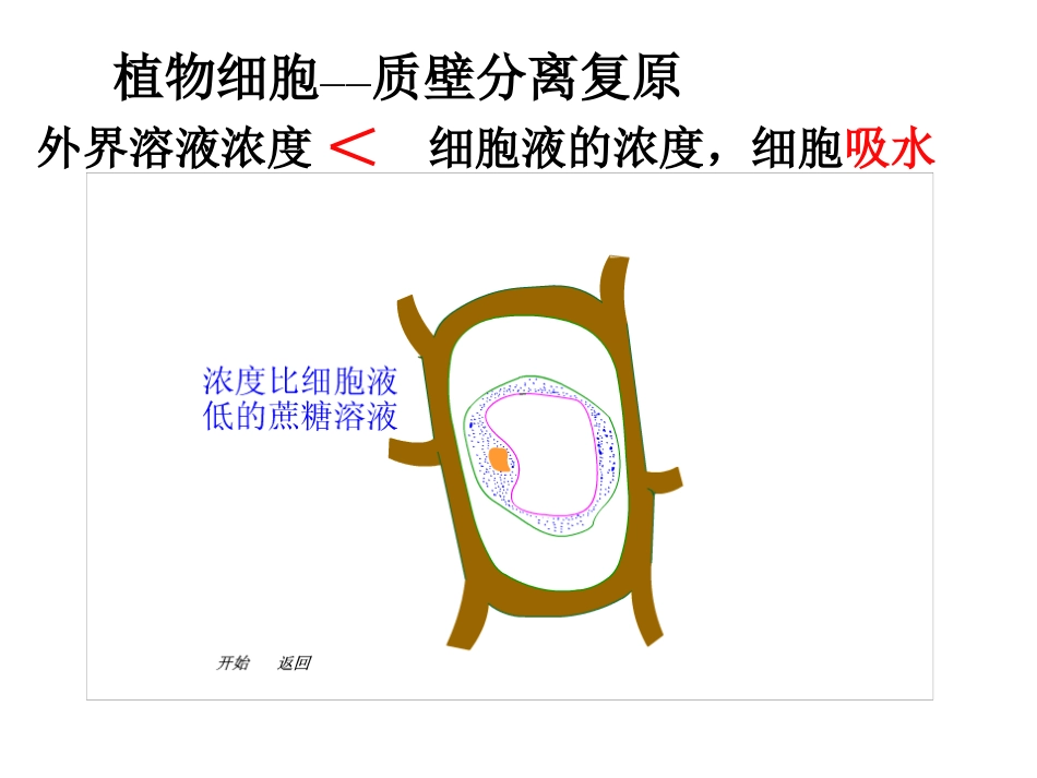 邓洁-植物细胞的吸水与失水_第3页