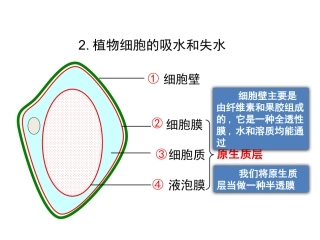 邓洁-植物细胞的吸水与失水
