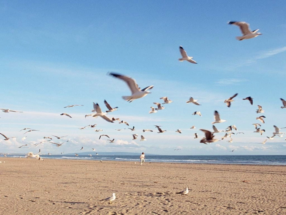 四语文下册16课_第2页