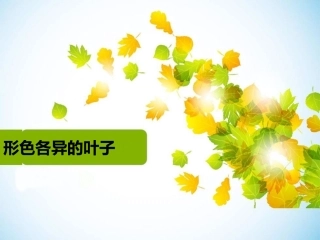 形色各异的叶子