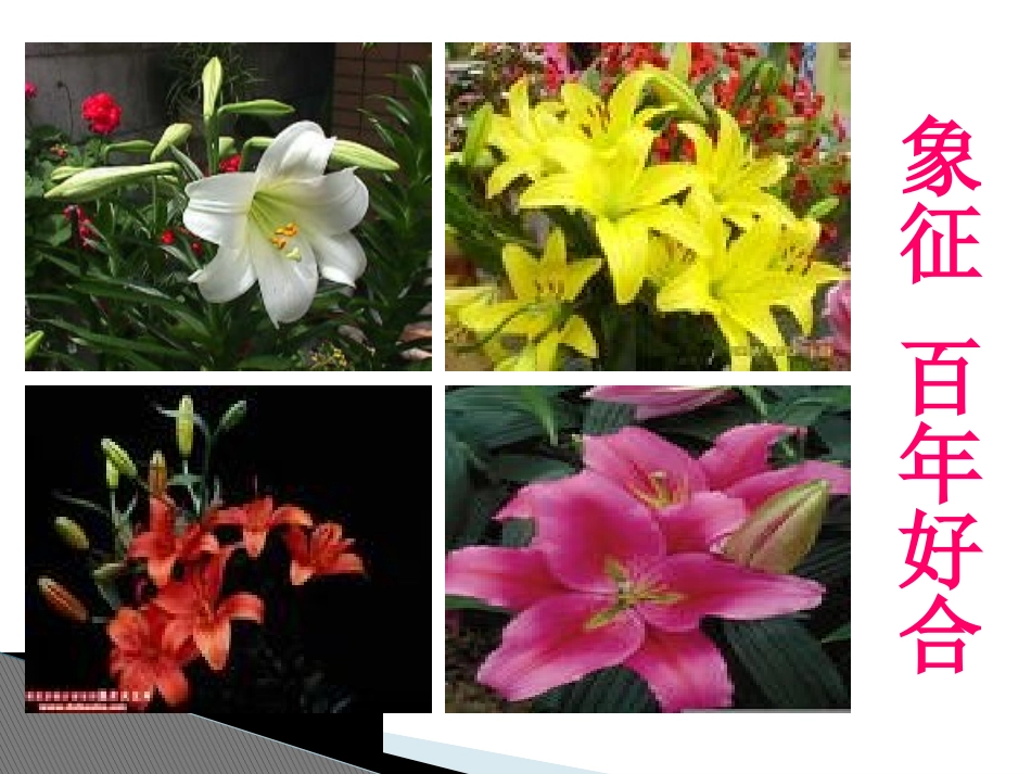 心田上的百合花开(张理坤)_第1页