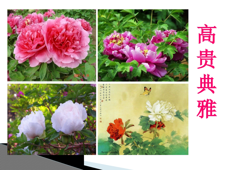 心田上的百合花开(张理坤)_第3页