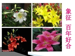 心田上的百合花开(张理坤)