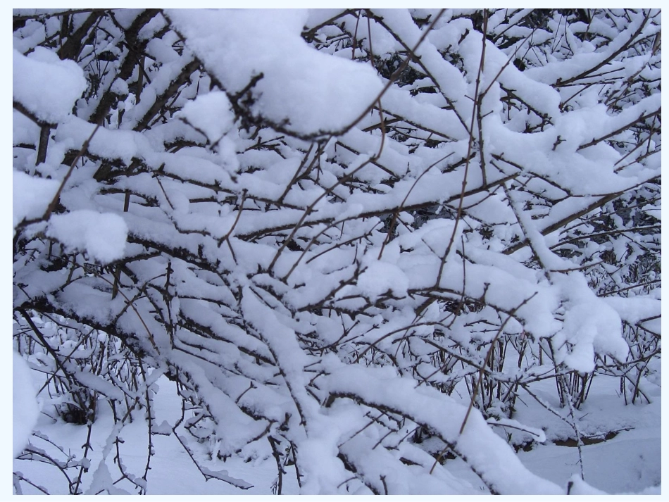 (部编)人教2011课标版一年级上册《12.雪地里的小画家？_第3页