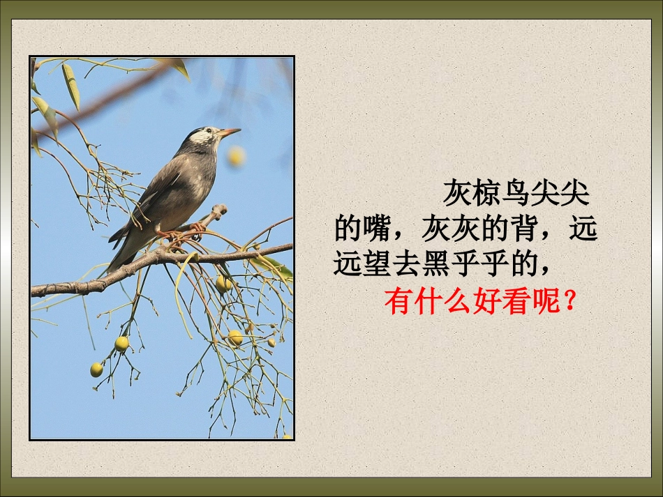 168灰椋鸟_第2页