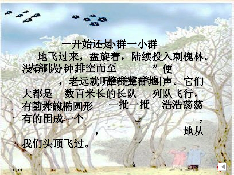 168灰椋鸟_第3页