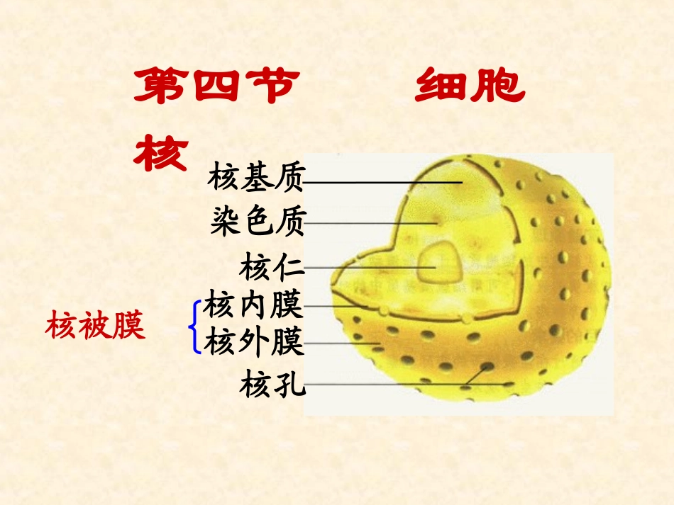 第四节细胞核-(2)_第1页