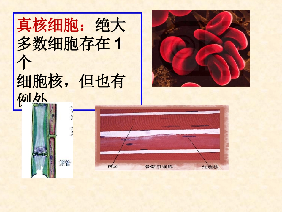 第四节细胞核-(2)_第2页