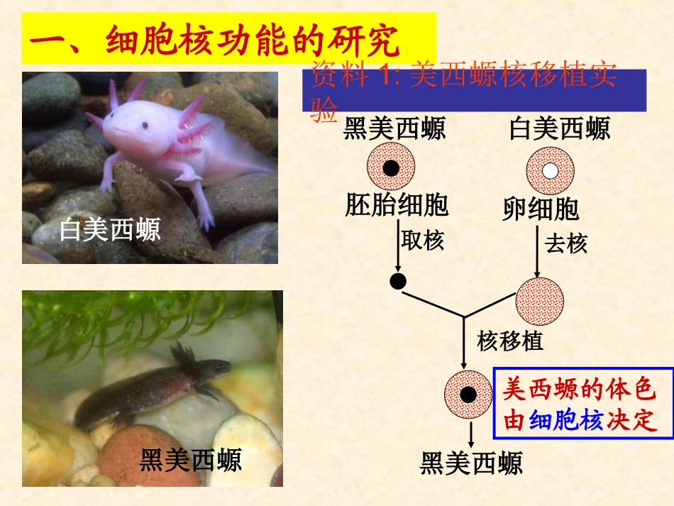 第四节细胞核-(2)_第3页