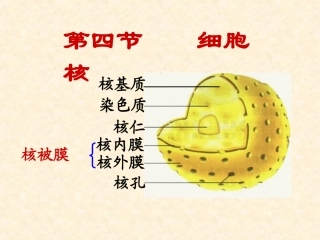 第四节细胞核-(2)