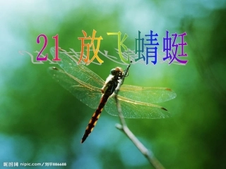 放飞蜻蜓(第一课时)2