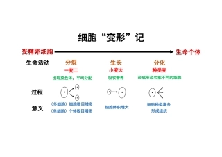 第3节生物体的结构层次