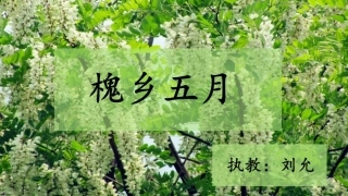 26槐乡五月