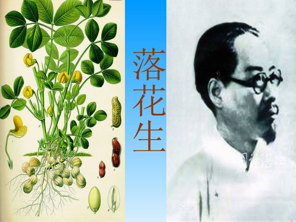 15《落花生》_第1页