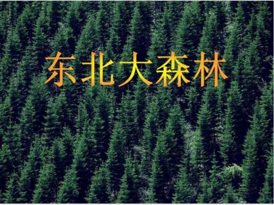 17.东北大森林_第2页