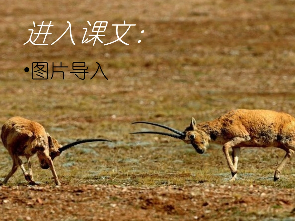 14、藏羚羊过马路_第2页