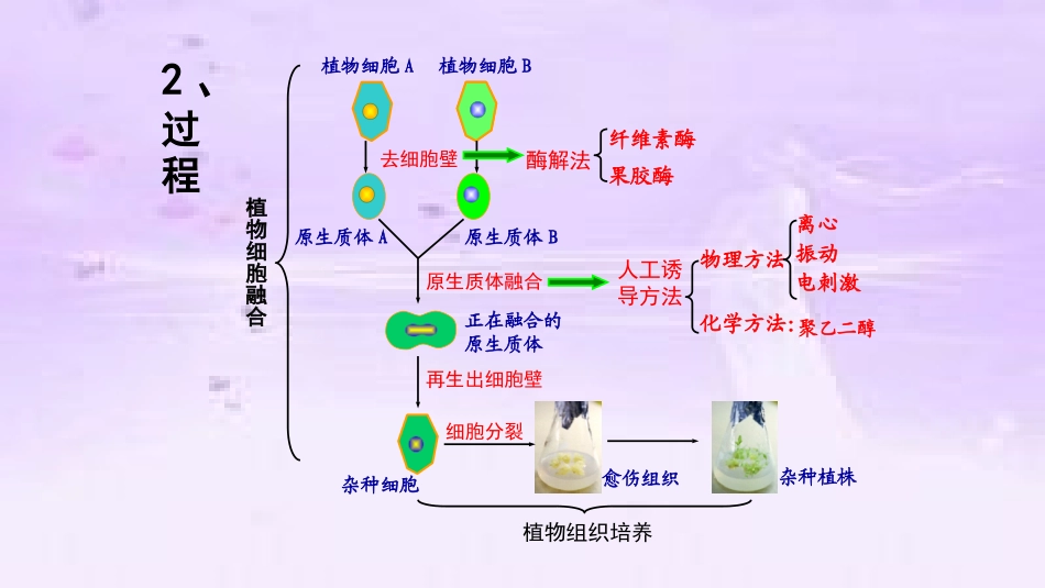 2.1.2-植物细胞工程的实际应用_第2页