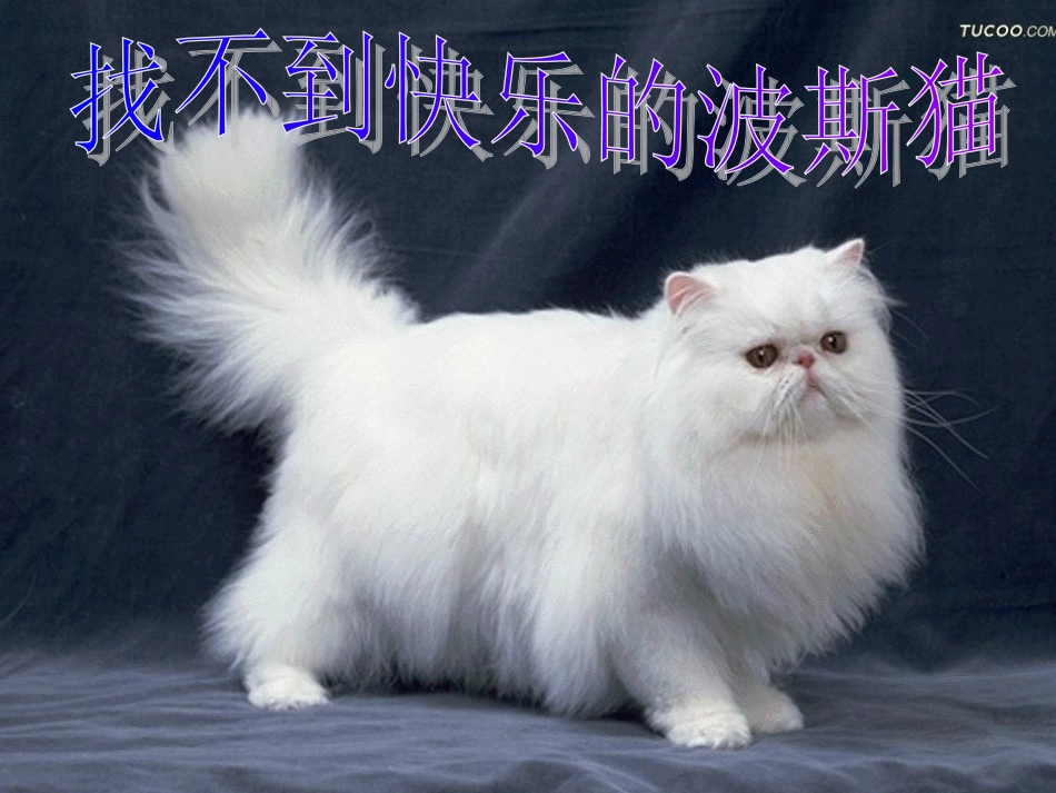 找不到快乐的波斯猫1.ppt_第1页