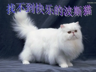 找不到快乐的波斯猫1.ppt