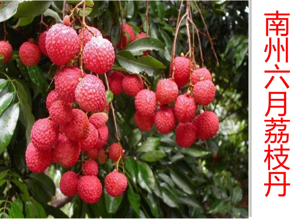 南州六月荔枝丹_第2页