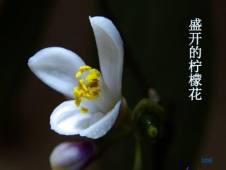 迷娘曲-(2)