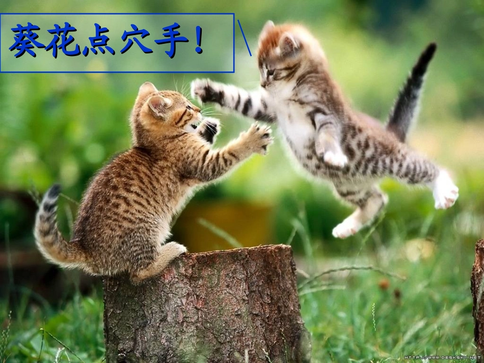 12-动物游戏之迷_第2页