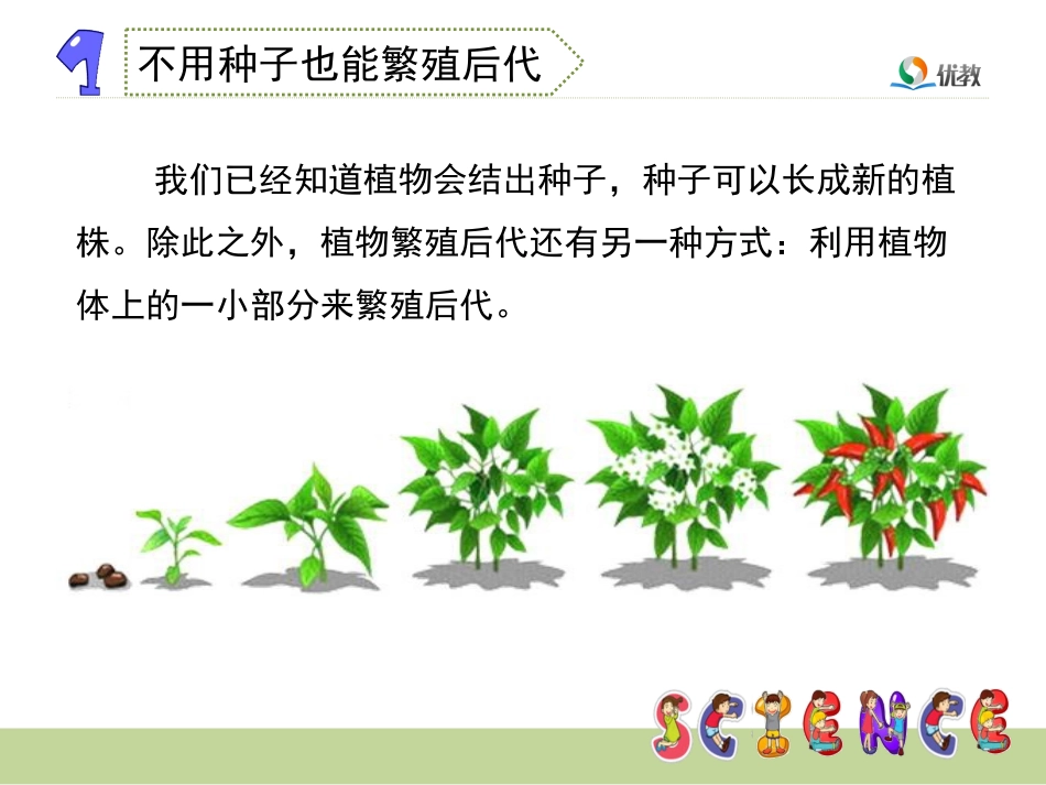 4-植物是怎样繁殖的_第3页