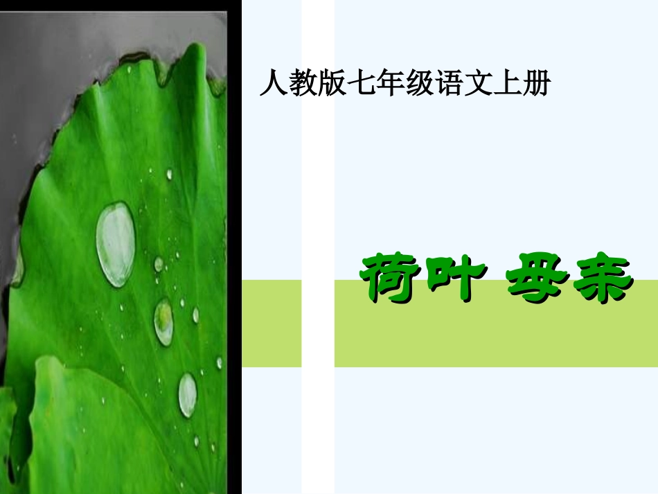 (部编)初中语文人教2011课标版七年级上册荷叶.母亲课件_第2页