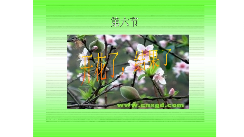 开花了-结果了_第1页
