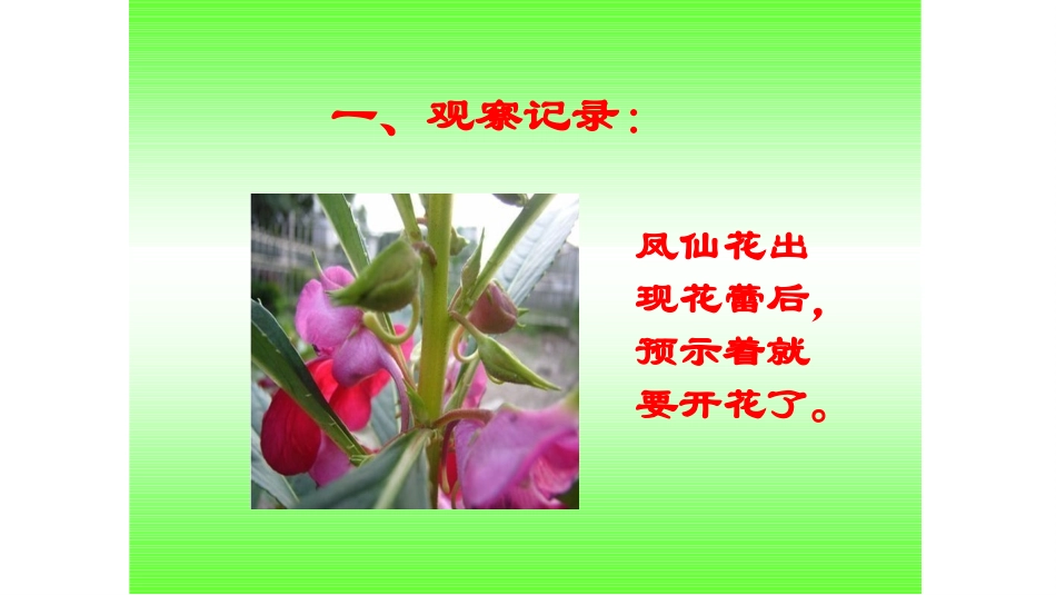 开花了-结果了_第3页
