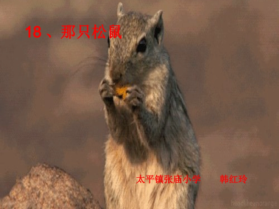 18那只松鼠_第1页