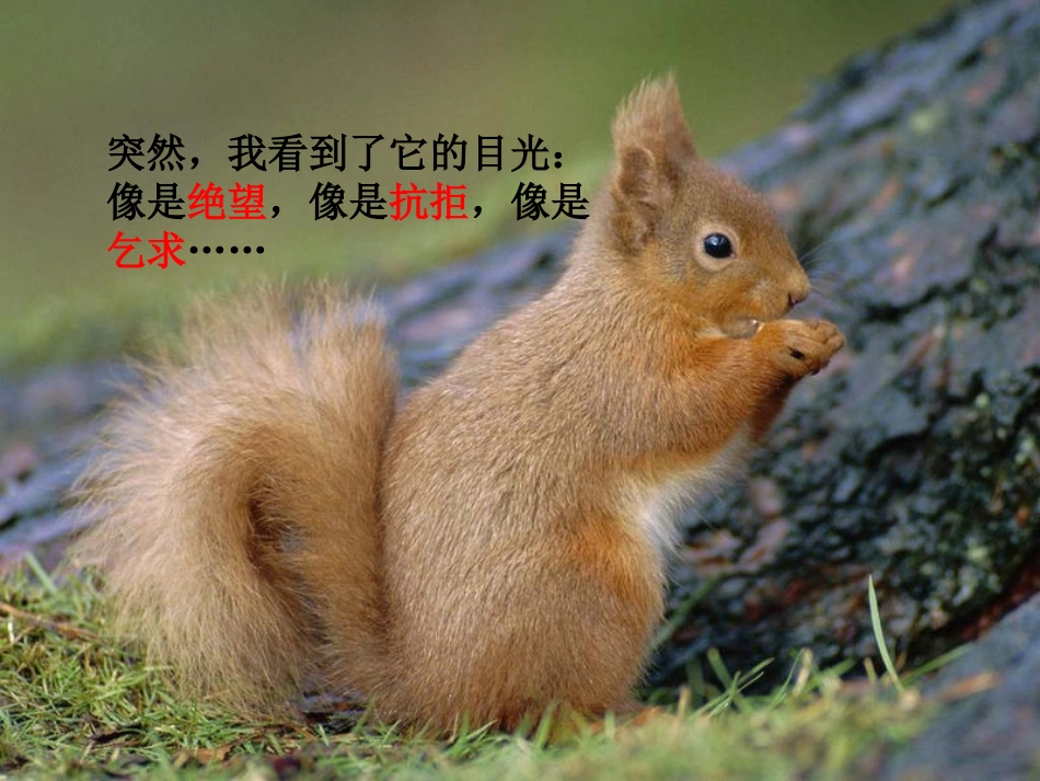 18那只松鼠_第3页