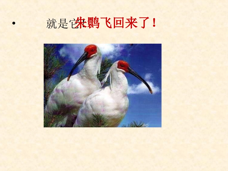 朱鹮飞回来了_第2页