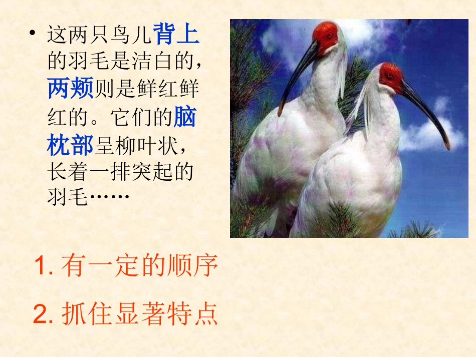 朱鹮飞回来了_第3页