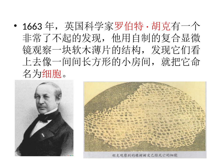 2用显微镜观察_第3页