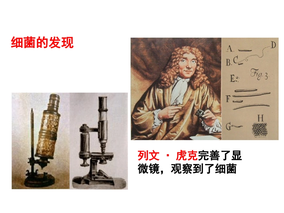 20细菌真菌_第2页