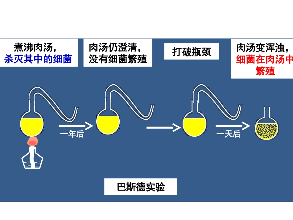 20细菌真菌_第3页