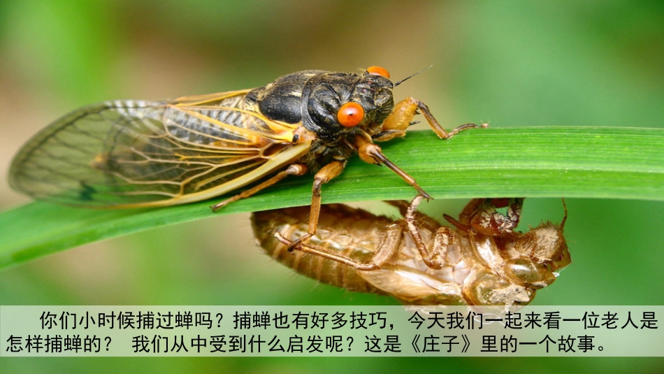 15粘蝉老人_第2页