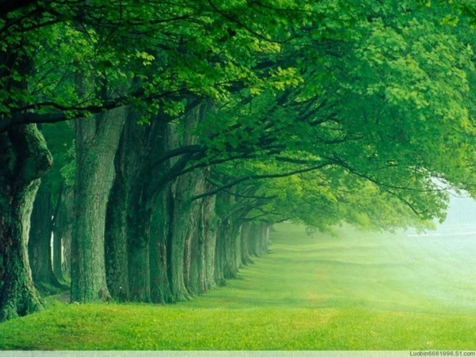 三、探究凸透镜成像的规律_第1页