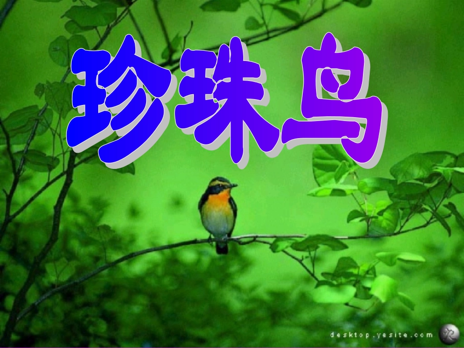16.《珍珠鸟》ppt课件2_第1页