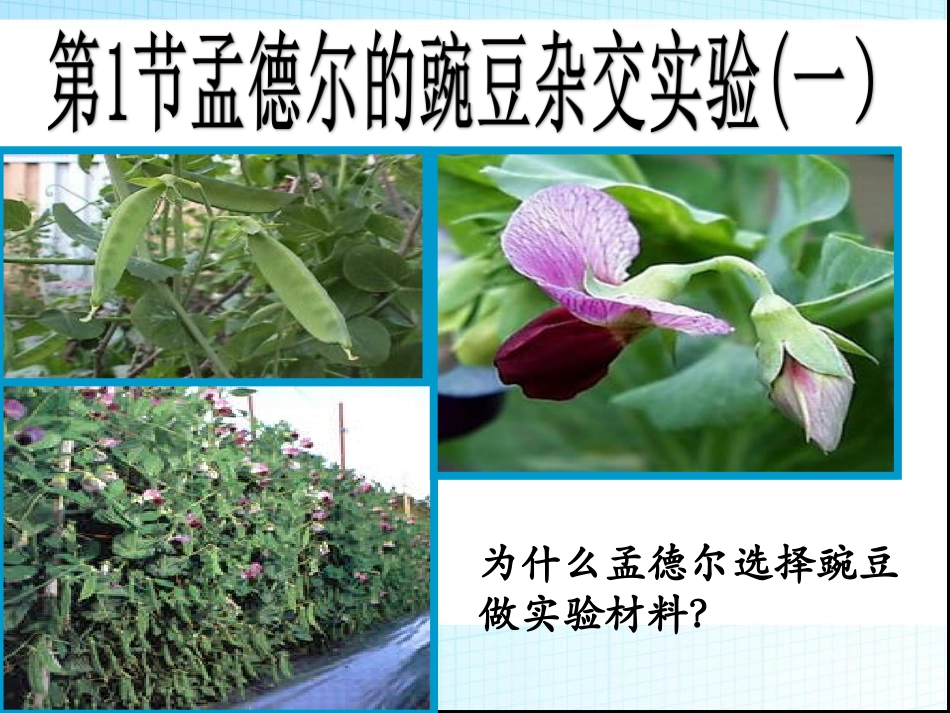 科学家的故事-染色体遗传理论的奠基人-(2)_第2页