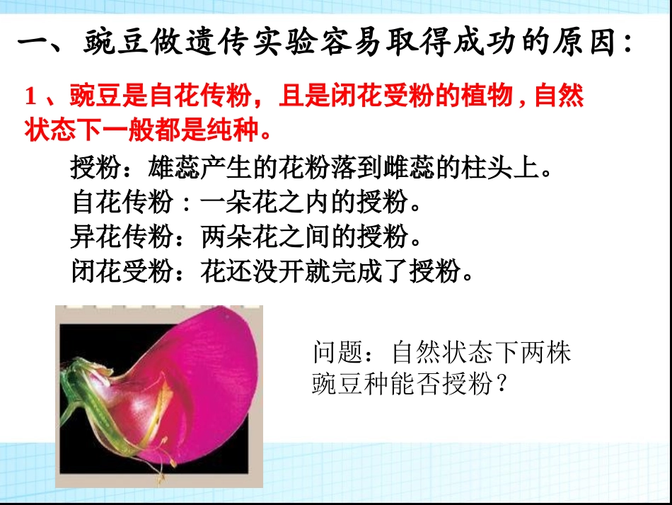 科学家的故事-染色体遗传理论的奠基人-(2)_第3页