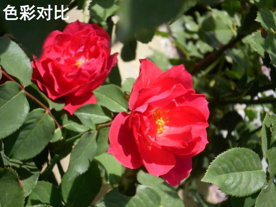 第11课-对比的艺术_第2页