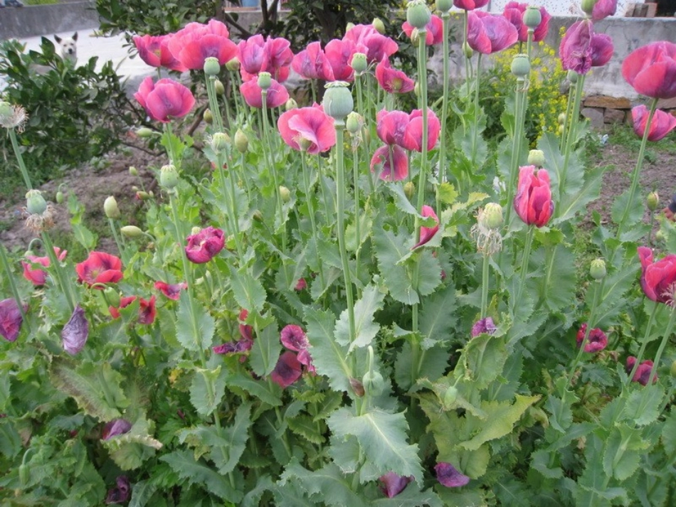 鸦片战争-55_第2页